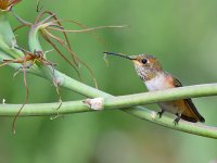 Hummer18.jpg