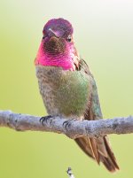 Hummer20.jpg