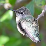 BabyHummer6.jpg