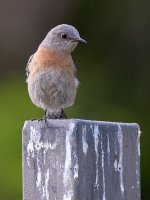 BlueBird2.jpg