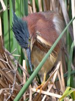 GreenHeron8.jpg