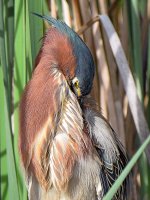 GreenHeron6.jpg