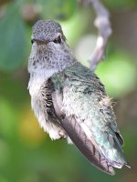 BabyHummer14.jpg