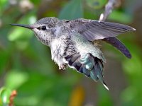 BabyHummer9.jpg