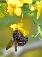 Bee2.jpg