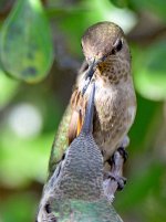 BabyHummer19.jpg