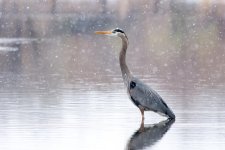 GBH Set-104.jpg