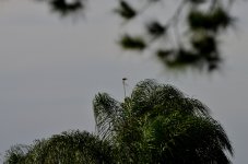 ROY_4705.JPG