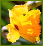Lady Bug on a Daffodil  4-19-2016.jpg