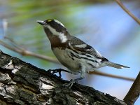 GrayThroatWarbler.jpg