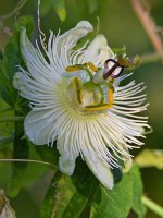 Passiflora.jpg