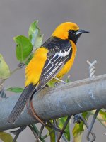 Oriole.jpg