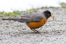 Robin Worm-100.jpg