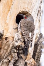 Flicker Nest-100.jpg