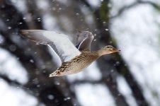 Duck Snow-100.jpg