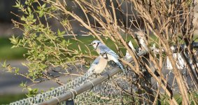 DSC_0622 nxd 3.jpg