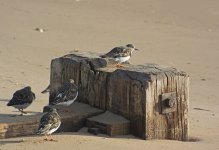 DSC_6968.jpg