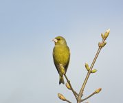 DSC_7056.jpg