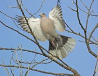 DSC_7131.jpg