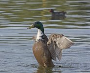 DSC_7071.jpg