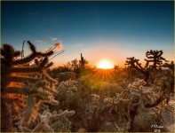 sunfire desert (800 x 610).jpg
