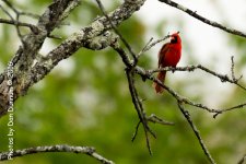 Cardinal-5334.jpg