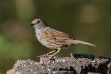 DSC_9034.jpg