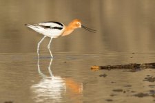 Avocet-100.jpg