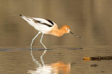 Avocet-101.jpg