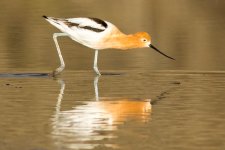 Avocet-102.jpg