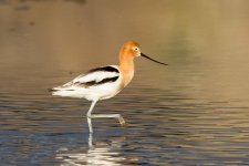Avocet-103.jpg