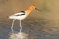 Avocet-104.jpg