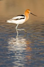 Avocet-105.jpg