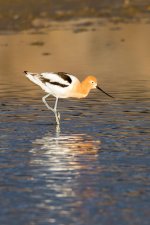Avocet-106.jpg