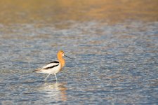 Avocet-107.jpg