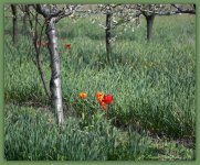 Tulips in an Orchard 4-21-2016.jpg