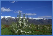 White Blossoms in the Orchard 4-21-2016.jpg