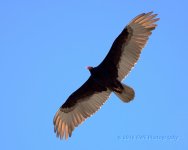 4-21-16-cr__D7K3070.jpg