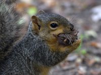 Squirrel.jpg