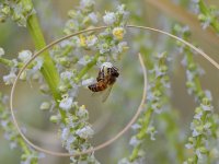 Bee.jpg