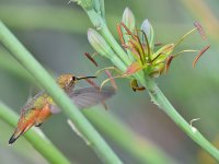 Hummer17_2016_04_19.jpg