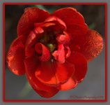 Lacy Red Tulip 4-22-2016.jpg