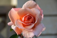 DSC_0303.jpg