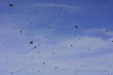 4-22-16-cr__D7K3088.jpg