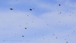 4-22-16-cr__D7K3089.jpg