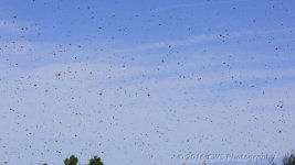 4-22-16-cr__D7K3091.jpg