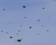 4-22-16-cropped_D7K3088.jpg
