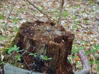 DSCN9057.jpg