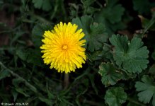 DSC_4513.jpg