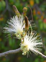 BrushFlower.jpg